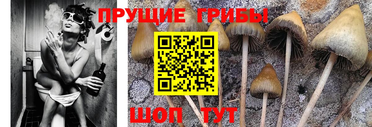 Псилоцибиновые грибы прущие грибы  Псилоцибиновые грибы GOLDEN TEACHER  Рыбинск  купить наркотики сайты  Вход с VPN 
